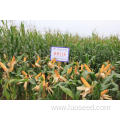 All Natural Premium Corn Seed